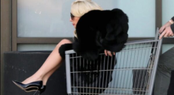 Леди Гага проехалась по супермаркету в продуктовой тележке