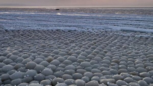 Ледяные шарики заполнили побережье Финского залива: очевидцы публикуют снимки чуда природы