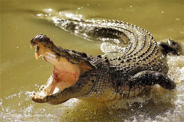 На Филиппинах крокодил съел мужчину, который хотел вытащить из воды лодку