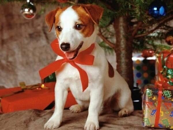 Новый год Собаки: Что лучше подарить родственникам в Новогоднюю ночь