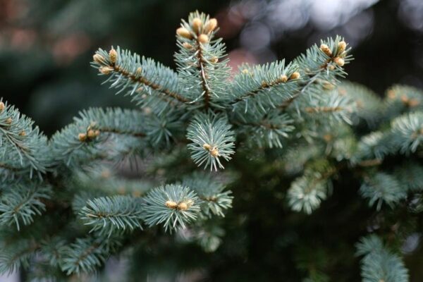 Первые новогодние елки появились в Германии благодаря христианским проповедникам