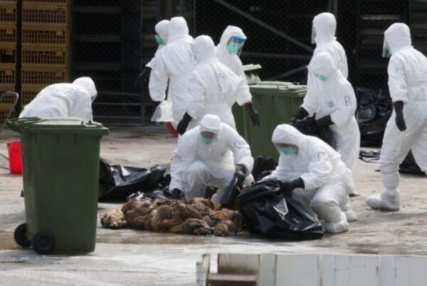 Птичий грипп, выявленный на птицефабрике «Костромская», для человека не рискован