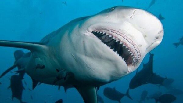В Австралии мужчина поймал в реке трёхметровую беременную тупорылую акулу