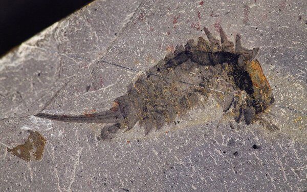 В Канаде ученые нашли морского хищника Habelia optata возрастом 500 лет
