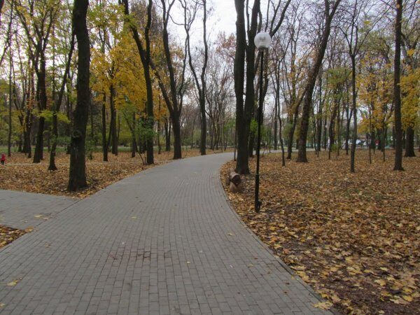 В парке Островского Ростова-на-Дону вырубят 270 деревьев