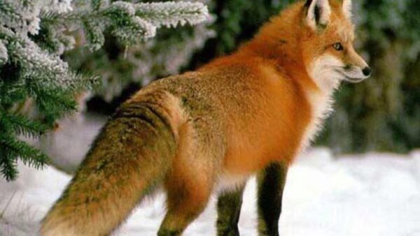 В Пильнинском районе ввели карантин по бешенству из-за лисы