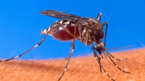 В Подмосковье жильцов дома в Ступино атаковали зимние комары