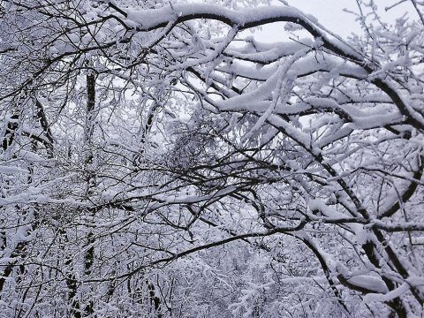 В Саратовской области ожидается пасмурный и снежный день