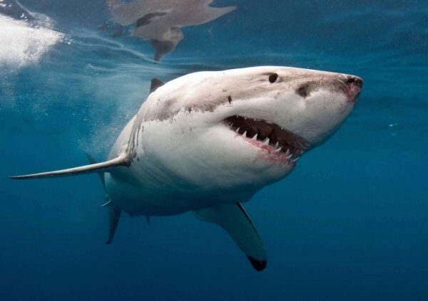 В США на берегу нашли насмерть замерзших акул
