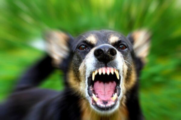 В Свердловской области суд оштрафовал хозяина собаки, убившей пенсионера
