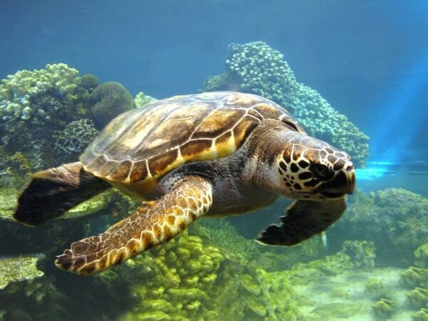В Тихом океане спасли застрявшую в 800 кг кокаина черепаху