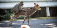 В Японии макаки по несколько часов насиловали оленей