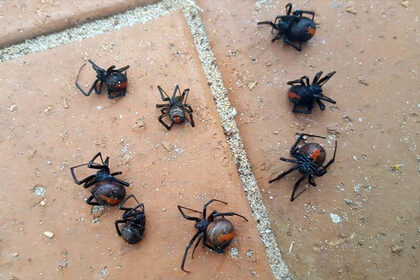 В Австралии прошел «дождь» из смертельно ядовитых пауков