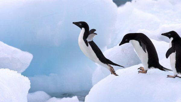 Антарктические пингвины учатся летать