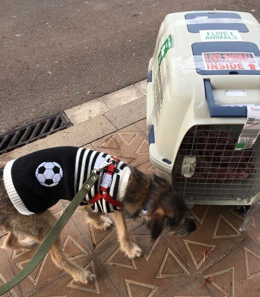 Бездомный щенок из Ростова нашел дом в Испании