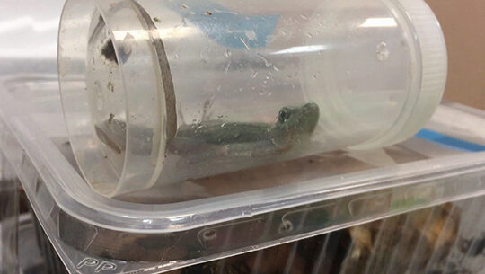 Екатеринбургский зоопарк пополнили контрабандные жабы и психоделический геккон