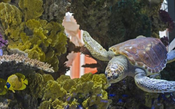 Глобальное потепление влияет на процесс рождения самцов у морских черепах