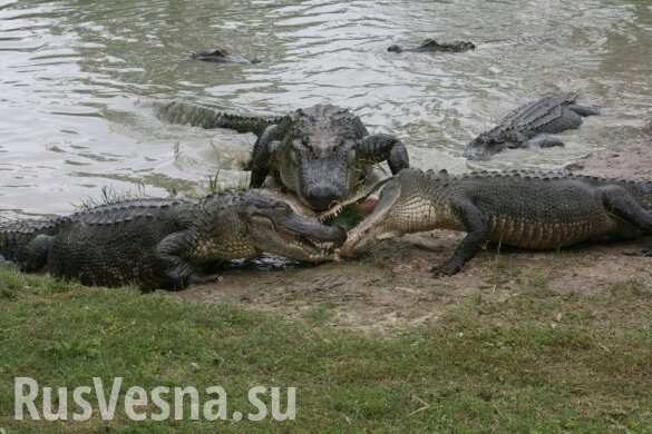Крокодилы съели туриста, катавшегося на надувной лодке по озеру в Зимбабве