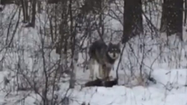 На трассе водители заметили волка с волчатами (видео)