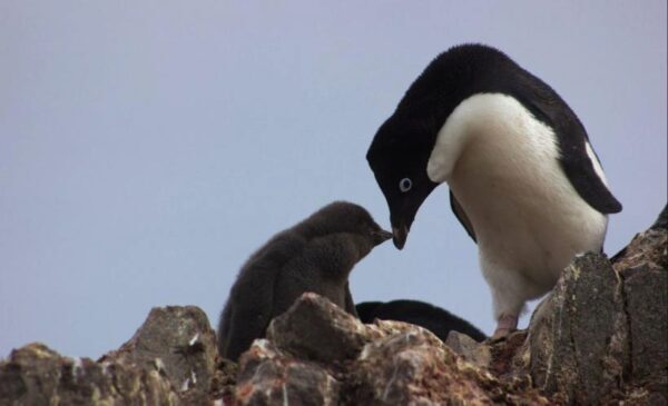Неожиданный визит пингвина к ученым в Антарктиде засняли на видео