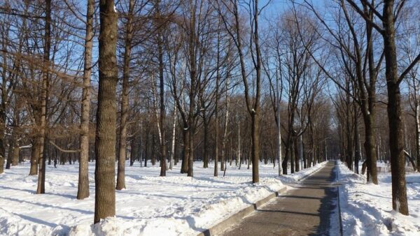 Нижегородская епархия снова хочет застроить парк «Дубки»