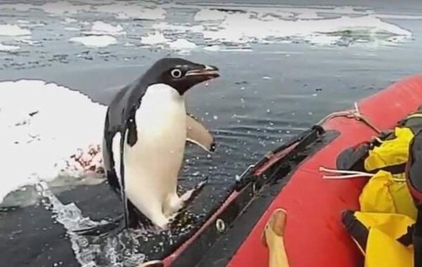 Пингвин запрыгнул в лодку австралийских ученых в Антарктиде