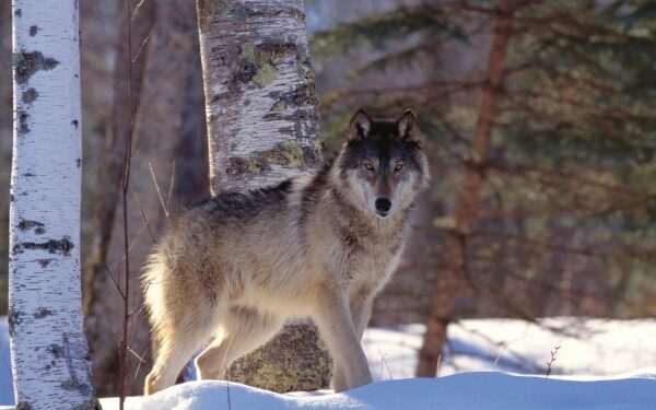 По улицам Санкт-Петербурга гуляет опасный и голодный волк