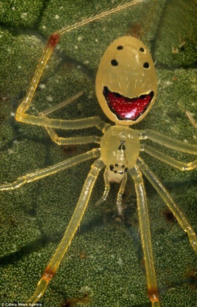 Пользователей Сети приятно удивила запись рождения смертельно опасных пауков
