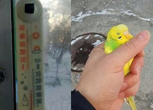 Прохожий 20 минут на 30-градусном морозе отогревал попугая теплом своего тела