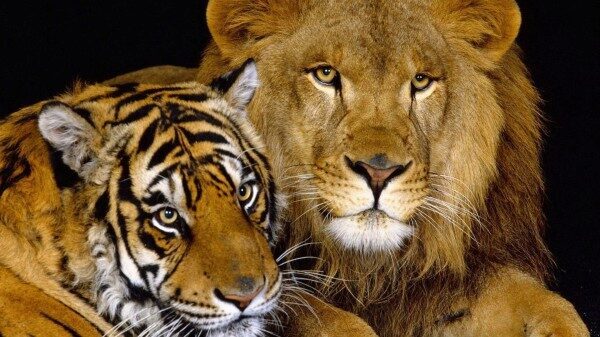 Тигр и лев съели в китайском цирке лошадь