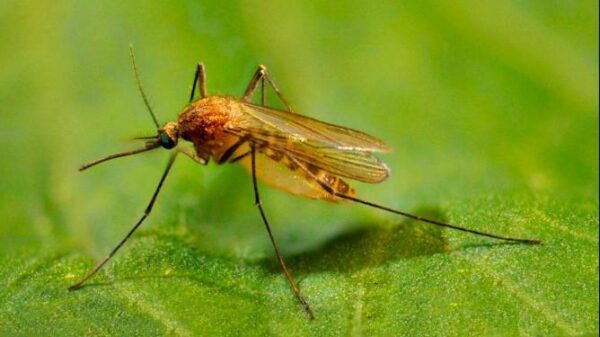 Ученые нашли способ предотвратить укусы комаров