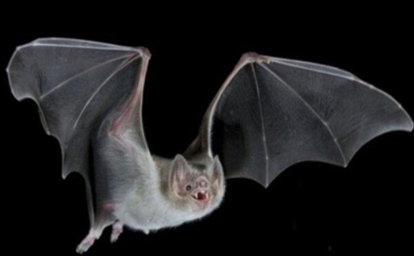 Учёные: Найдена причина вымирания летучих мышей