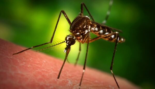 Учёные рассказали о продуктах, которые спасут от нашествия комаров зимой