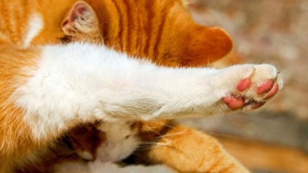 Ученые выявили среди кошек «правшей» и «левшей»