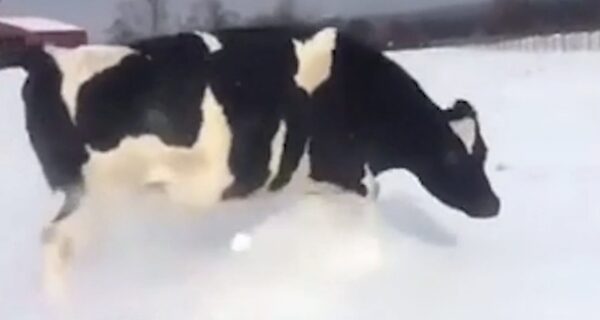 Увидевшая первый раз снег корова от радости «затанцевала»