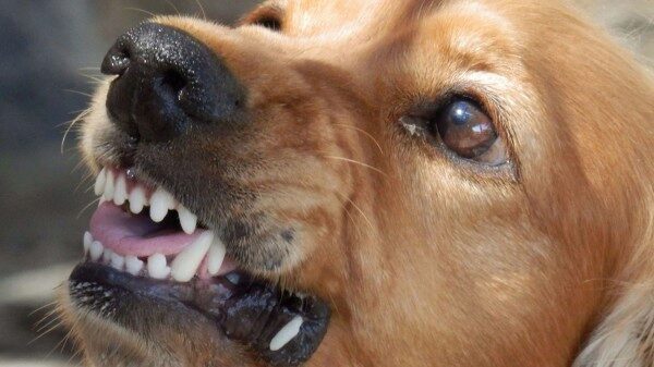 В Белгородской области бешенная собака покусала 17 человек