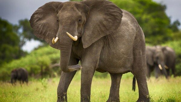 В Ботсване слон напал на туристов