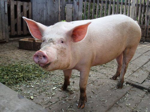 В детском саду Китая показывали, как правильно разделывать свинью