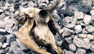 В Казахстане учеными найдены останки единорога