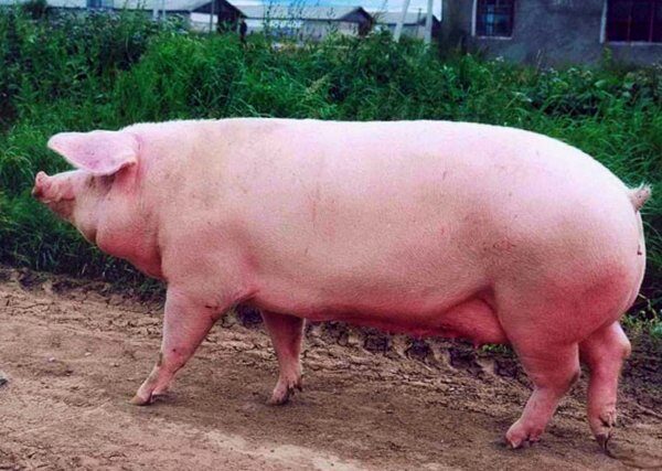 В Литве пьяная свинья терроризировала местных собак