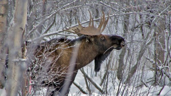 В Нижегородской области проводят зимний маршрутный учет охотничьих животных