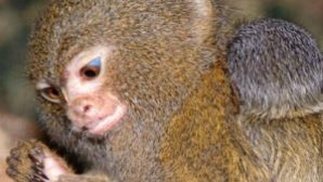 В Ростовском зоопарке родился детеныш самой маленькой в мире обезьяны