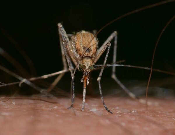 В Турции появились переносящие лихорадку Зика комары