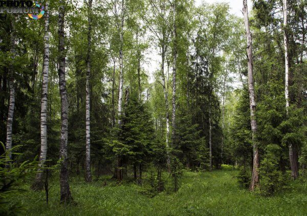 В Волгоградской области будет высажен новый лес до 1-го мая