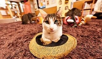 В Японии открыли антистрессовое кафе с кошками