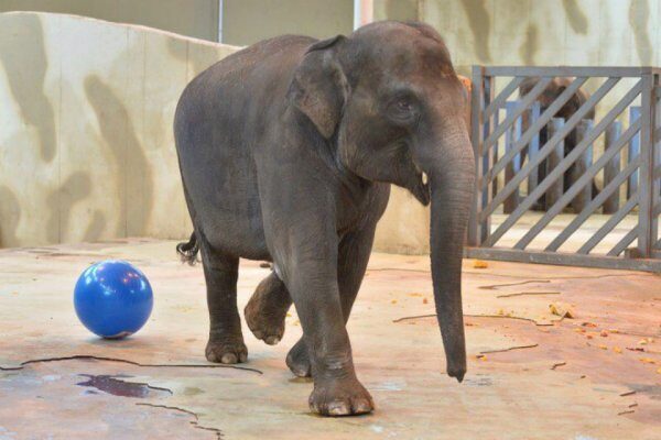 В зоопарке Ростова 7-летнюю слониху научили играть в футбол