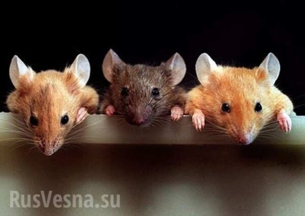 В Казахстане мыши забрались в банкомат и съели все деньги
