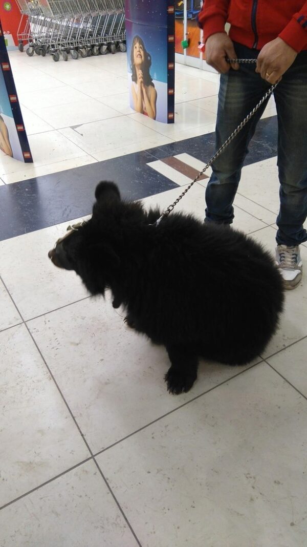В Кургане в торговом центре прогуливался медвежонок