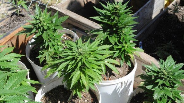 Власти Австралии легализировали экспорт медицинской марихуаны