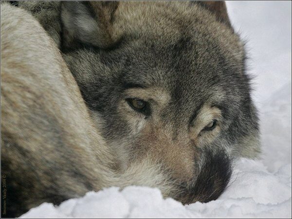 Во Владикавказе появился одинокий волк